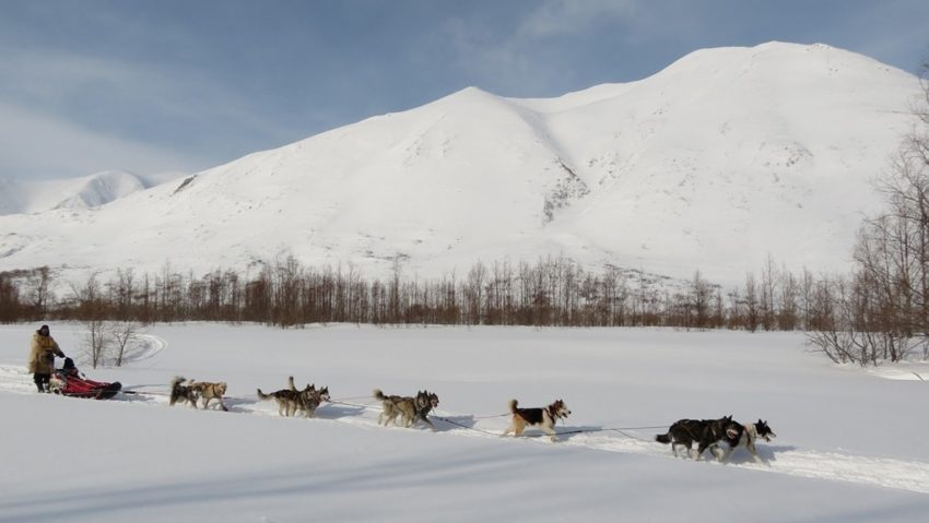 Opt țări vor participa la concursul de atelaje canine ”Drumul Romanilor” [AUDIO]