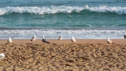 Păsările marine sunt afectate de poluarea luminoasă