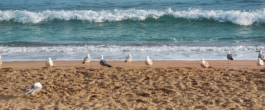 Păsările marine sunt afectate de poluarea luminoasă