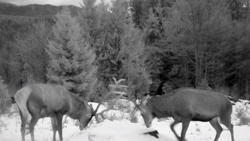 Imagini spectaculoase cu animalele sălbatice din Parcul Național Piatra Craiului