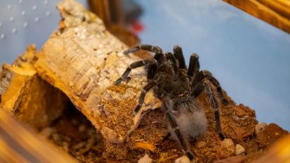 Expoziție cu 36 de tarantule vii, la Cluj-Napoca [FOTO]