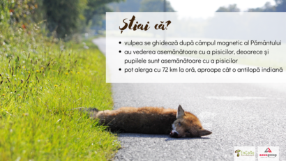 Animalele, victimele accidentelor rutiere [FOTO]