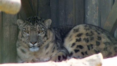 Animale noi la Zoo Oradea