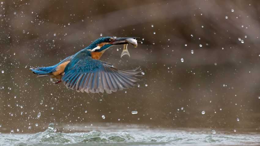 Concurs pentru desemnarea Fotoclubului Anului în România