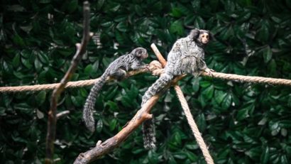 La pas prin Grădina Zoologică din Sibiu