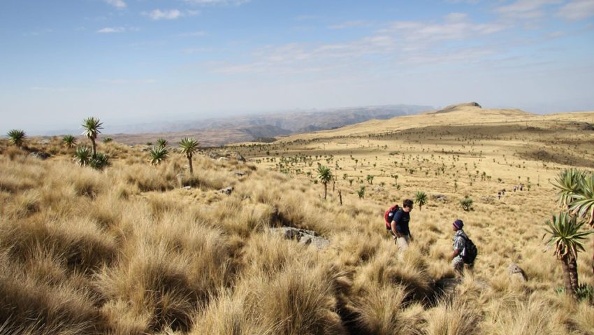 Etiopia va planta miliarde de pomi pentru refacerea pădurilor defrişate masiv