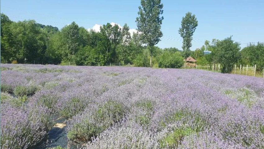 Terapie în lanul de lavandă [AUDIO/FOTO]