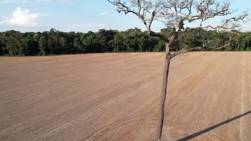 Defrişarea pădurii amazoniene, la un nivel record