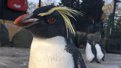 Cel mai bătrân pinguin de la Edinburgh Zoo a fost ucis de o vulpe