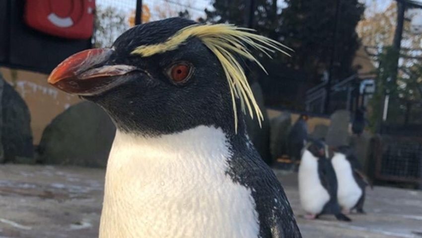 Cel mai bătrân pinguin de la Edinburgh Zoo a fost ucis de o vulpe