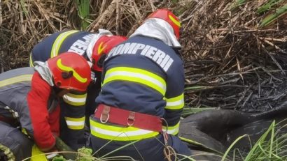 Misiune de salvare a unui mânz căzut într-un canal de irigații [FOTO]