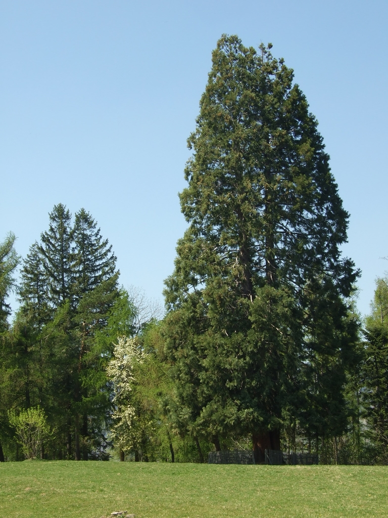 Drum asfaltat până la arborele de Sequoia de la Săcuieu