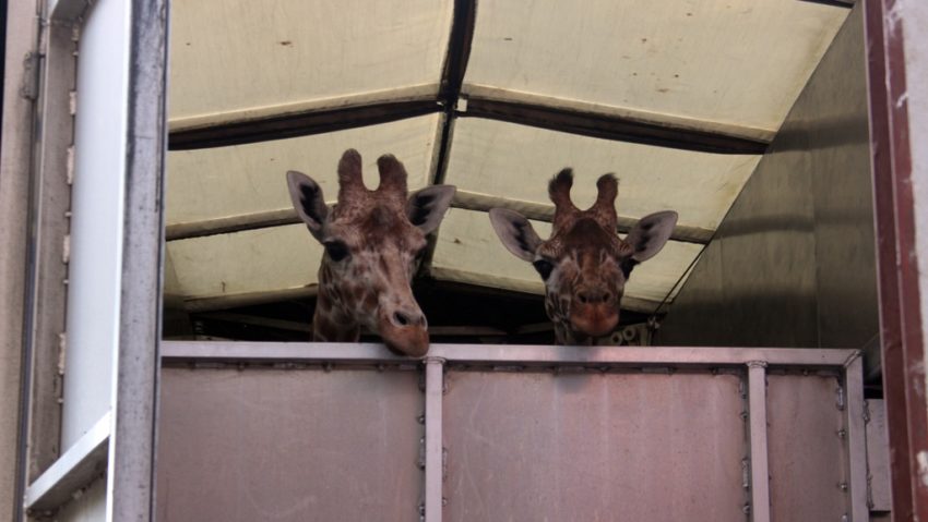 Doi pui de girafă pot fi văzuți la Zoo Târgu Mureș