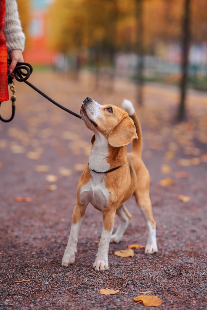 La divorț, custodie comună pentru animalele de companie