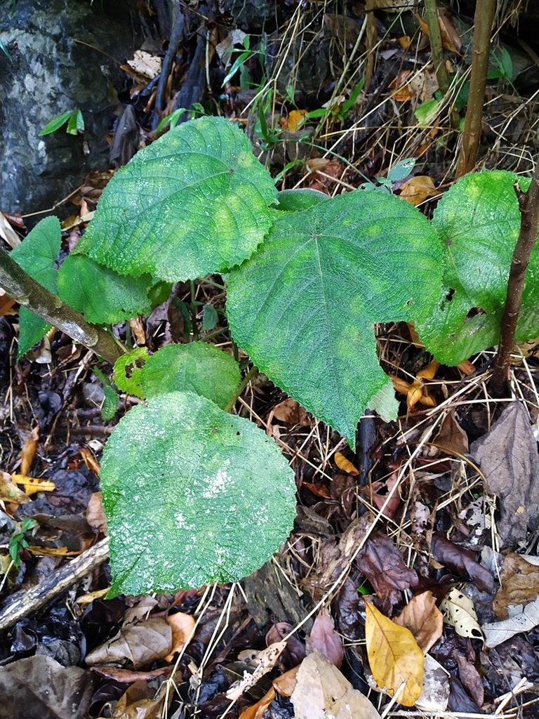 Ce se întâmplă dacă atingi cea mai periculoasă plantă din lume