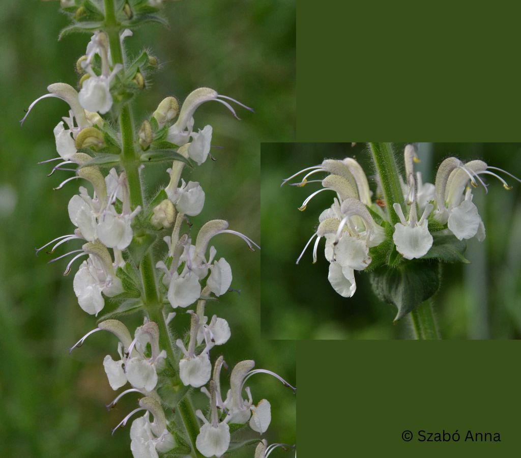 Cercetătorii au descoperit o nouă specie de plantă în România