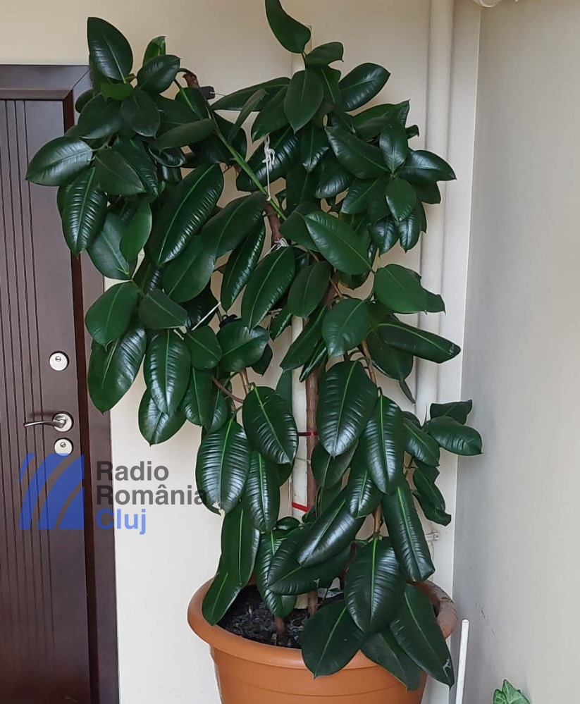 De ce nu este indicat să ţii un ficus în casă?