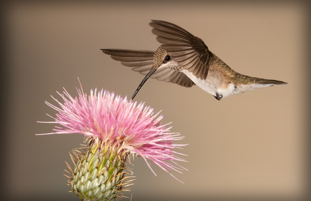 Femele de colibri ”deghizate” în masculi! Motivul?