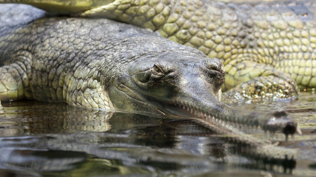 UBB: O specie preistorică de crocodil a trăit în România