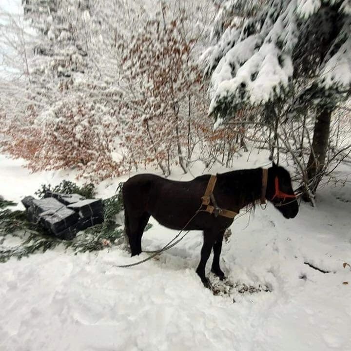 Țigări de contrabandă livrate cu… calul! [FOTO]