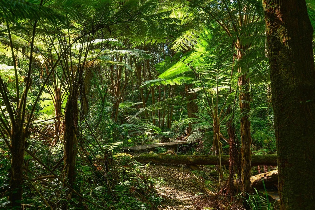 Fosilă de plantă descoperită în pădurea tropicală