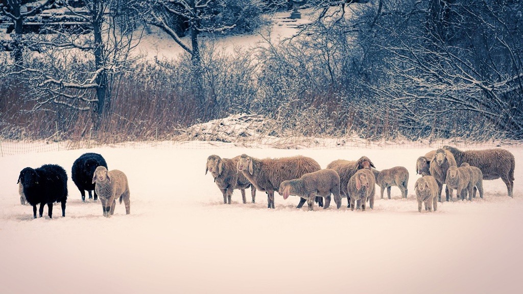 Un saivan s-a prăbuşit peste o turmă de oi; 80 de animale au murit