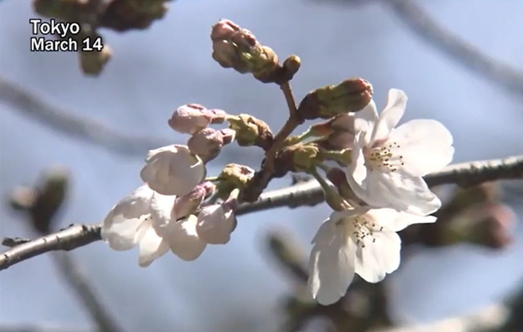 La Tokyo a început sezonul înfloririi cireșilor