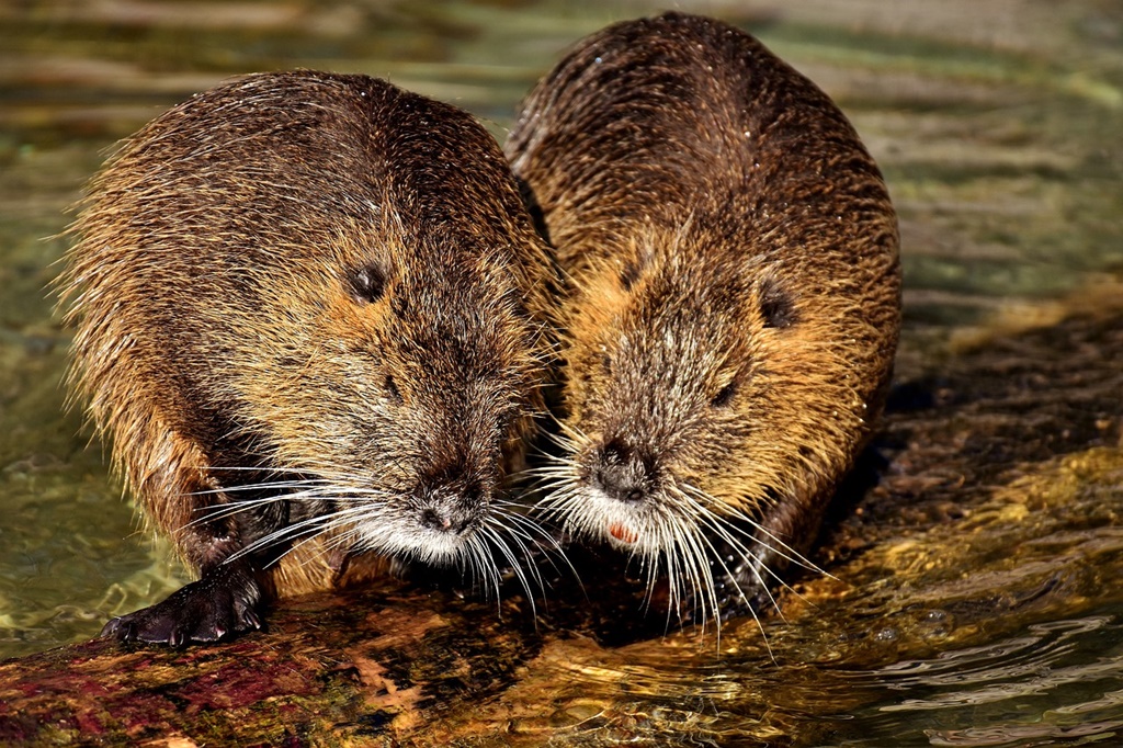 Răspândirea necontrolată a castorilor, specie protejată, cauzează pagube