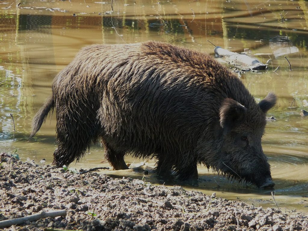 Turme de mistreți sperie locuitorii din zona Borhanci