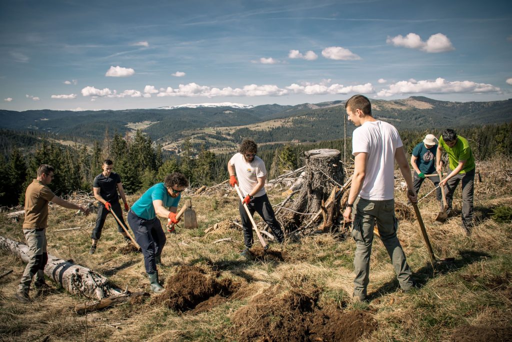 Împădurire în Parcul Natural Apuseni