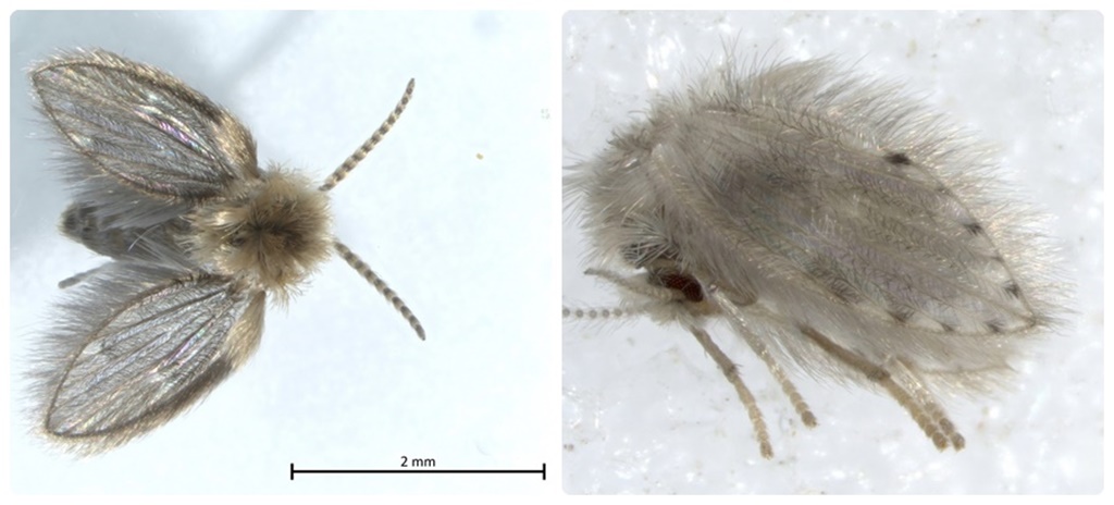 Două noi specii de insecte, identificate pentru prima dată în România