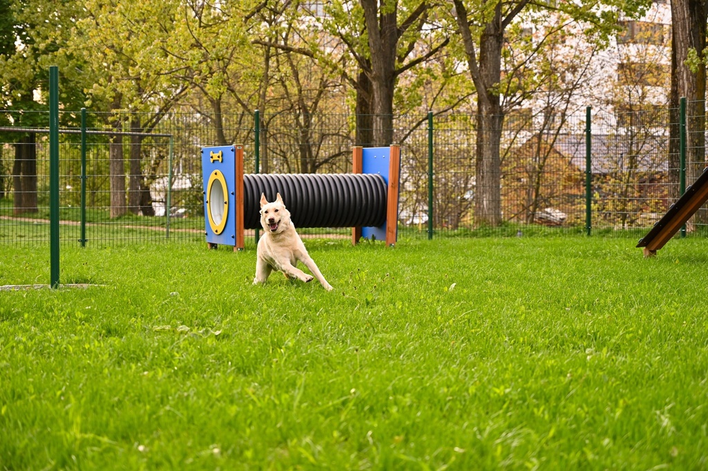 Municipiul Sibiu devine mai prietenos cu animalele de companie