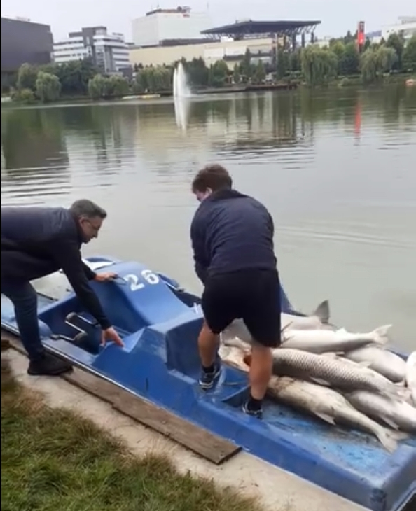 Sute de pești morți au fost găsiți în apa lacului din cartierul clujean Gheorgheni [FOTO/ UPDATE]