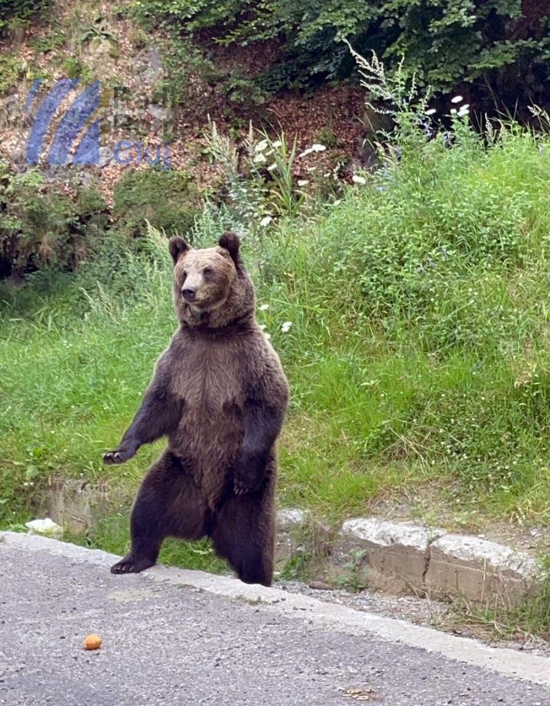 Urși la plimbare prin Bistrița