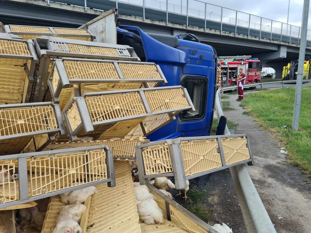 TIR încărcat cu pui, răsturnat pe centura Oradiei [FOTO]