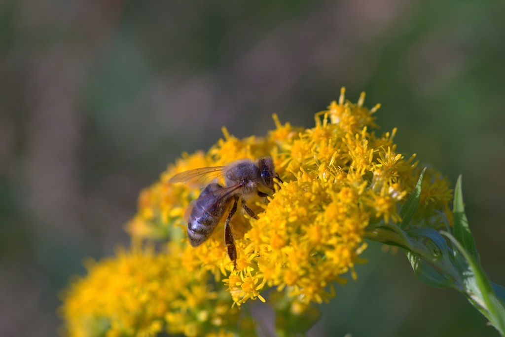 Victorie istorică în lupta pentru interzicerea pesticidelor!