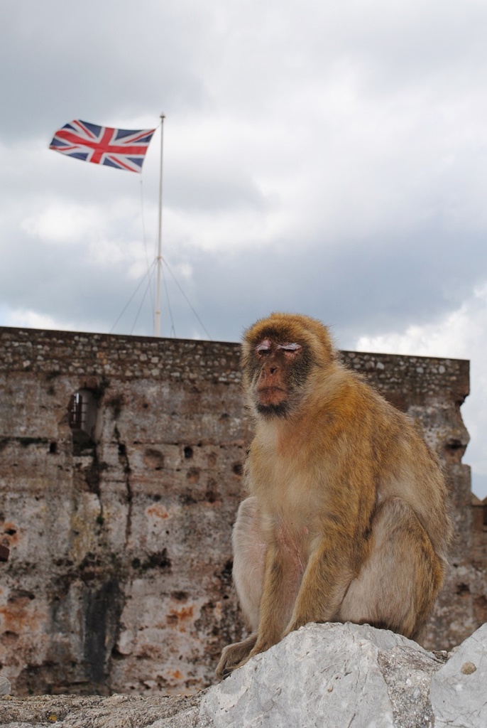 Fauna din Marea Britanie, în pericol