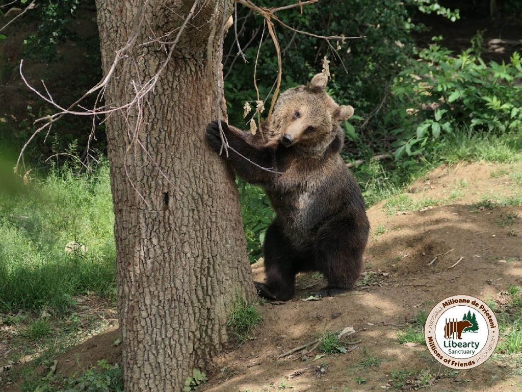 Ziua Internațională a Animalelor va fi sărbătorită la Sanctuarul Libearty din Zărnești