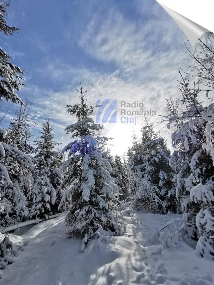 Cod galben de vânt și ninsori la munte