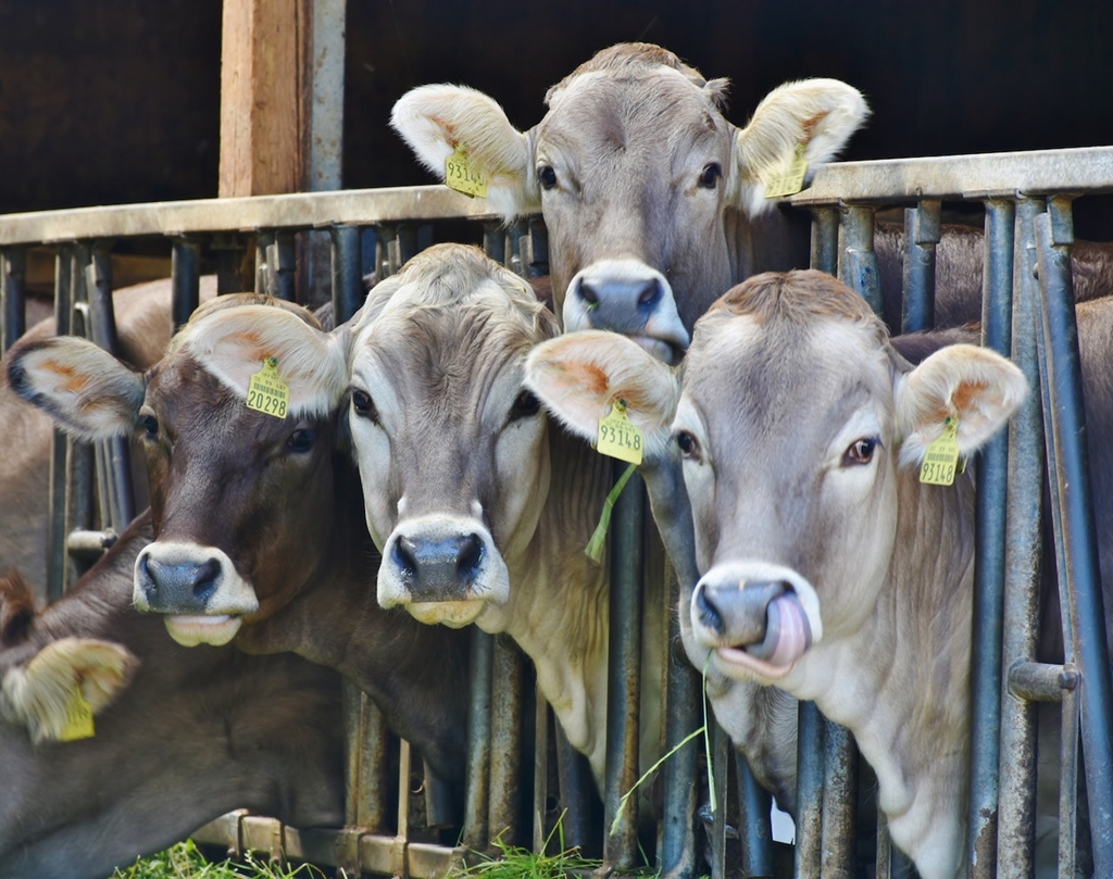 10 februarie, termen limită pentru cererile de plată destinate bunăstării animalelor