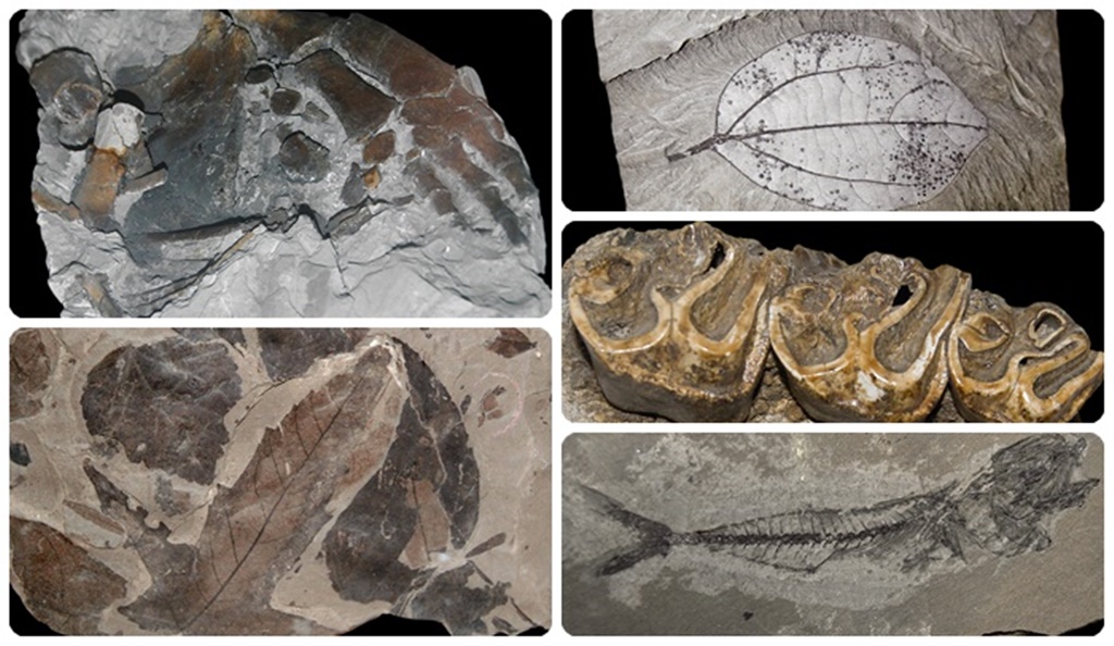 Pe urmele vieţii din trecut: Muzeul de Paleontologie şi Stratigrafie al UBB [AUDIO/ FOTO]