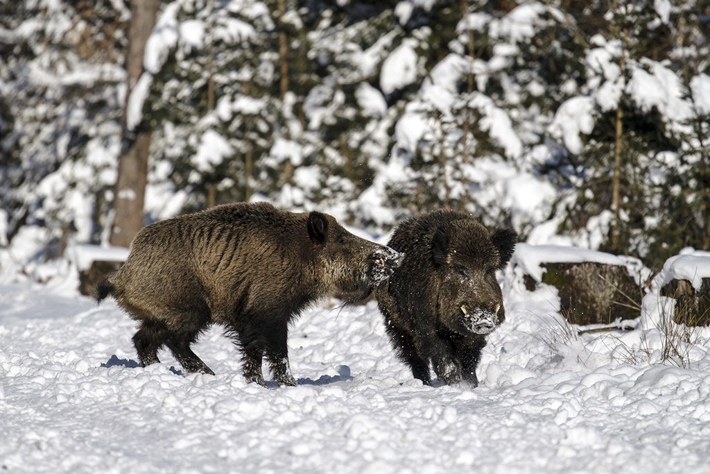 Fermierii cer despăgubiri după atacurile animalelor sălbatice