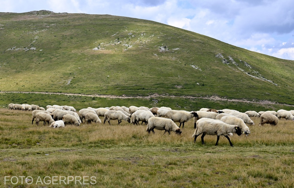 Mișcarea ovinelor între ferme va fi interzisă în România timp de o lună