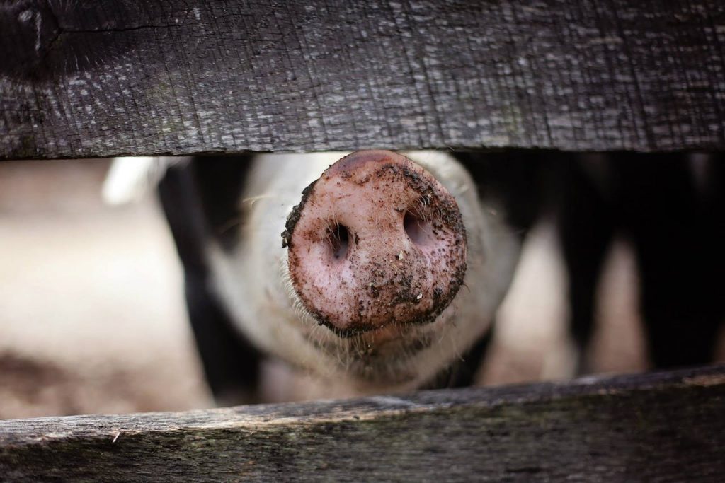 Carnea de porc trebuie examinată de un veterinar