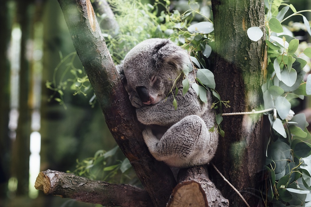 Australia plantează copaci pentru a proteja koala