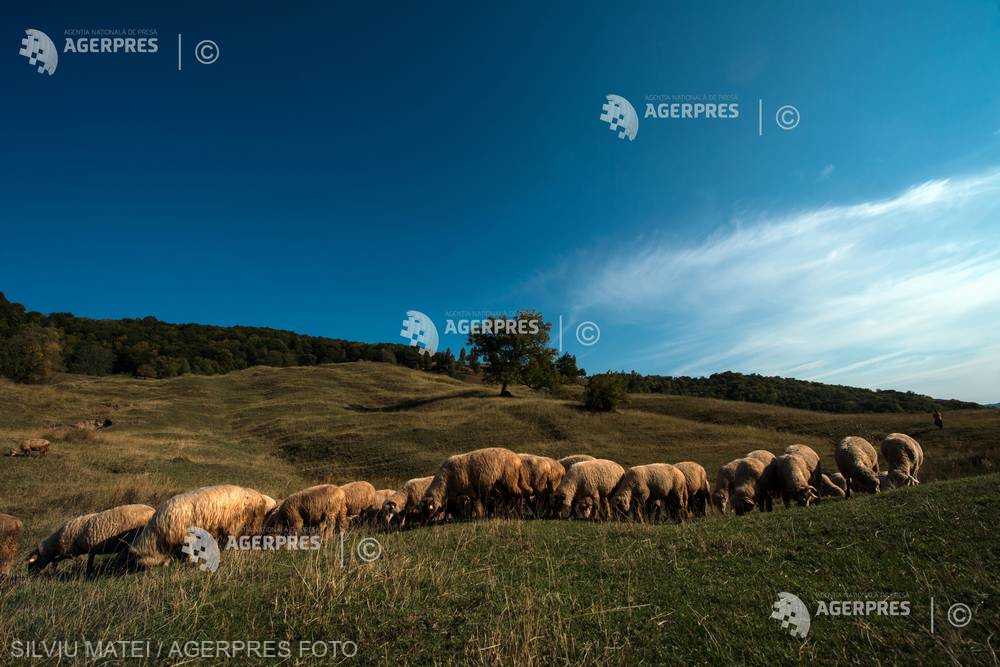 Transhumanța a intrat în patrimoniul imaterial UNESCO