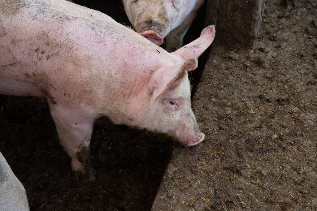 Cum să prevenim trichineloza la sacrificarea porcilor?