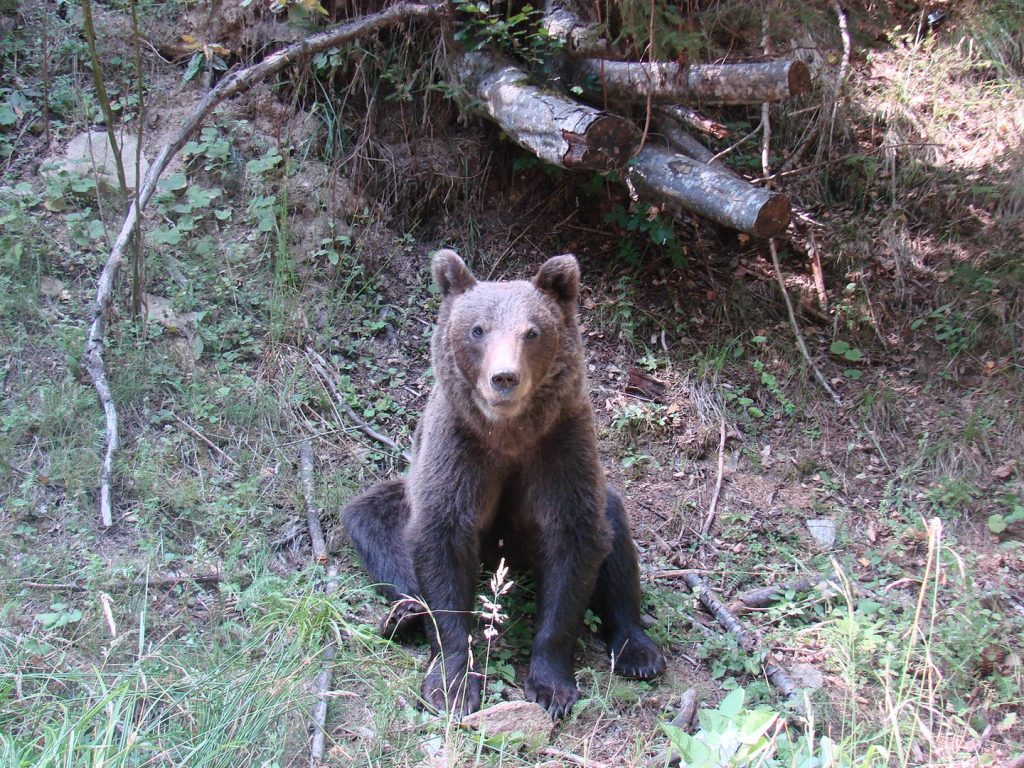 Cu ursul sub casă!