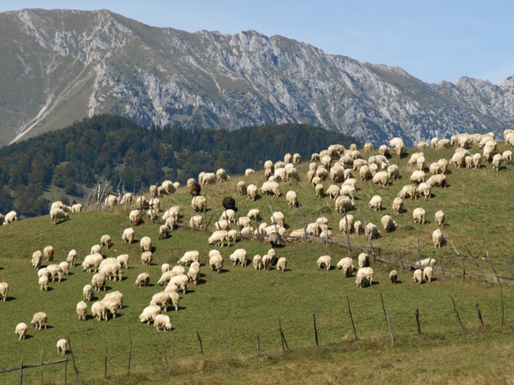 Transhumanța, în patrimoniul UNESCO