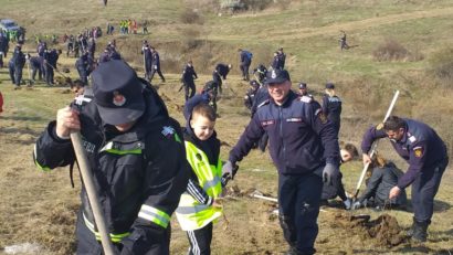 Pompierii din Oradea au plantat aproape 2000 de stejari